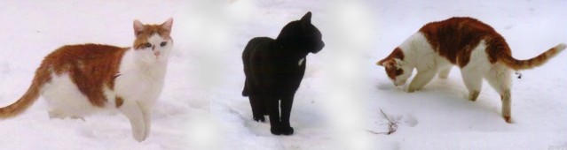 Schneekatzen-640