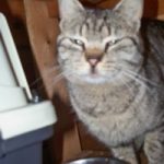 Tigerkatze-8M-Beate-kl