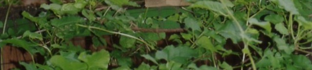 Fotobalken