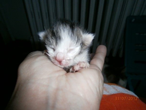 Neugeborene Baby Katzen