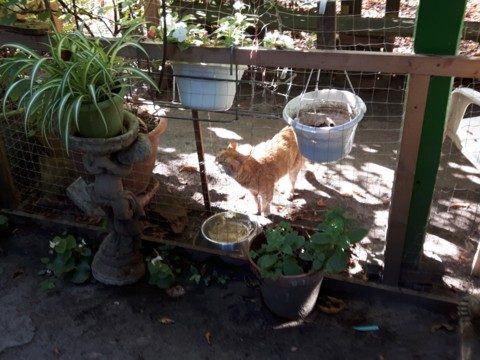 640-Fu saeuft-be-2018-08-03_095620