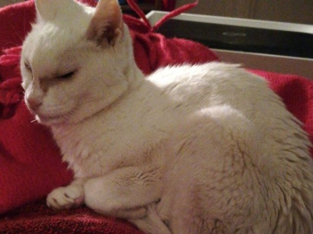 640-Katze-Voigt-2018-12-02-a