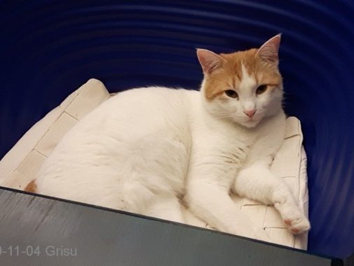 640-t-Grisu-Schale-2019-11-04