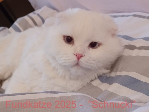 640-t-2025-08-27_Schnucki 1